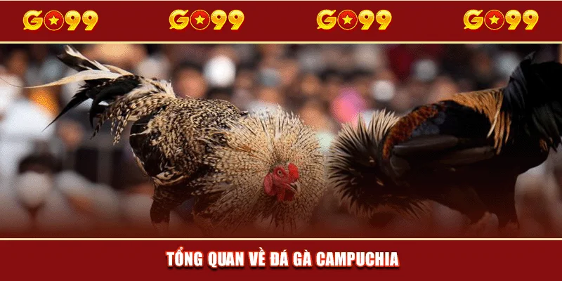 Tổng quan về đá gà Campuchia